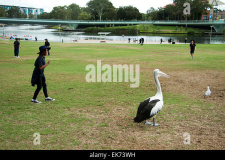 Adelaide Australia. 8th April 2015. A pelican emerges from a swim in nearby river to get friendly with curious schoolchildren in Adelaide Australia Credit:  amer ghazzal/Alamy Live News Stock Photo