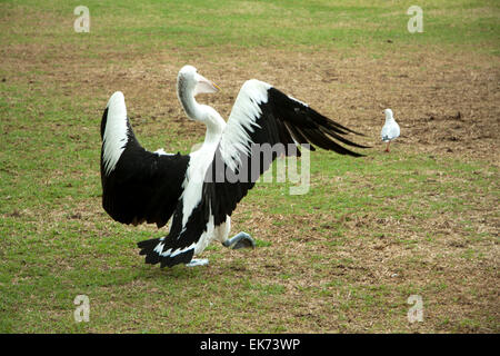 Adelaide Australia. 8th April 2015. A pelican emerges from a swim in nearby river to get friendly with curious schoolchildren in Adelaide Australia Credit:  amer ghazzal/Alamy Live News Stock Photo