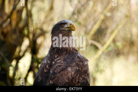 Close up of a Sea Eagle. Stock Photo