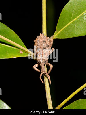 Broad-nosed Weevil (Curculionidae), Queensland, Australia Stock Photo