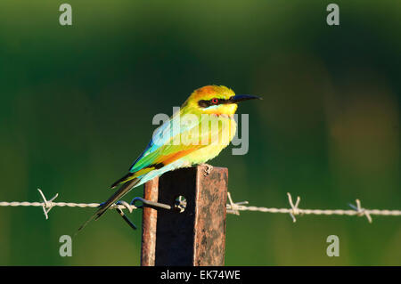 Rainbow Bee-eater (Merops ornatus), Queensland, Australia Stock Photo