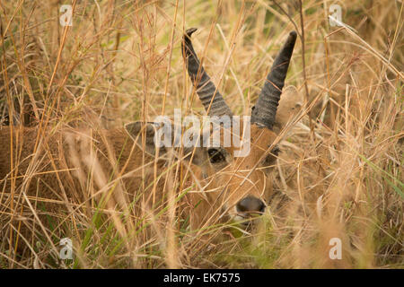 A Bohor Reedbuck hiding in the grass at Kidepo Valley National Park in Northern Uganda, East Africa Stock Photo