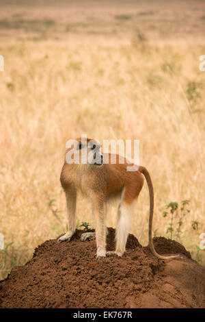 Patas monkey atop a termite mound at Kidepo Valley National Park in Northern Uganda, East Africa Stock Photo