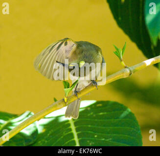 Lewin's Honeyeater (Meliphaga lewinii), Queensland, Australia Stock Photo