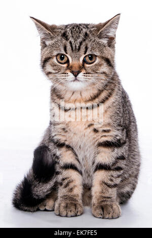 British Shorthair cat Tabby kitten 3 month old sitting Studio picture against white background Germany Stock Photo