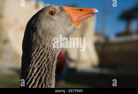 Funny goose with look of sly rogue is looking at camera. Beautiful orange beak Stock Photo