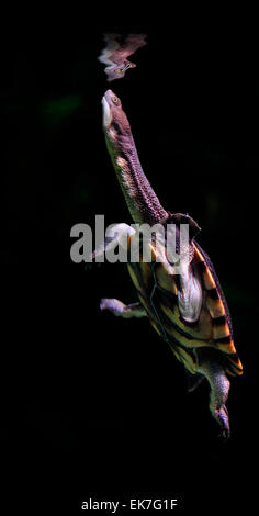 Common Long-necked Turtle (Chelodina longicollis) swimming to the waters surface order to breath Australia Stock Photo
