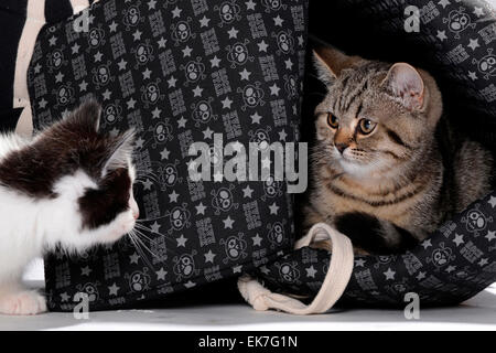 British Shorthair cat domestic cat Tabby kitten 3 month old looking at black-and-white kitten Germany Stock Photo