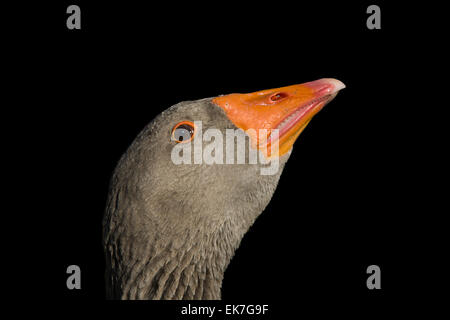 Funny goose with look of sly rogue is looking at camera. Beautiful orange beak Stock Photo