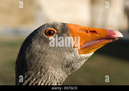 Funny goose with look of sly rogue is looking at camera. Beautiful orange beak Stock Photo