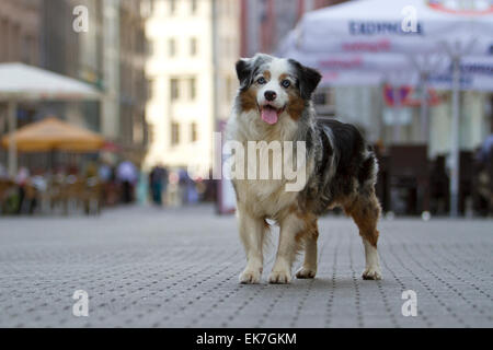 Miniature Australian Shepherd blue merle Adult dog standing square the city of Leipzig Sachsen Germany Stock Photo
