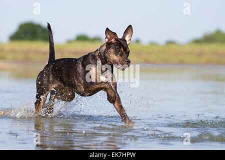 Alaunt Bulldog Adult dog running through water Germany Stock Photo