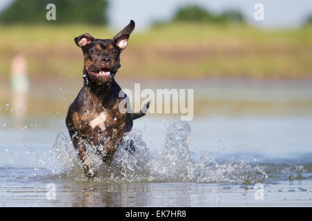 Alaunt Bulldog Adult dog running through water Germany Stock Photo