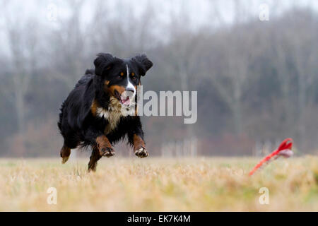 Mixed-breed dog Bernese Mountain Dog x ? running towards toy grass Germany Stock Photo