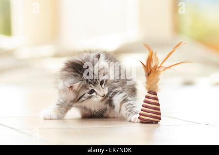 Norwegian Forest Cat Kitten tiled floor playing toy Germany Stock Photo