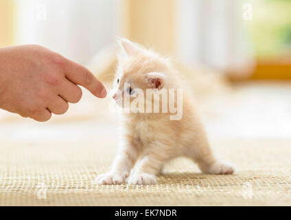 Norwegian Forest Cat Kitten 7 weeks old sniffing at finger Germany Stock Photo
