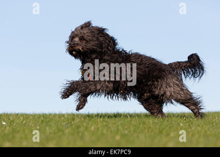 Tibetan Terrier Wet adult dog running meadow Germany Stock Photo