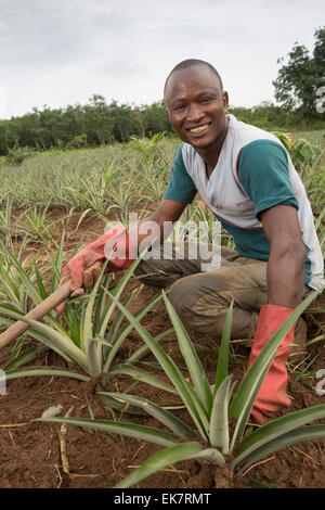Fair trade pineapple grower in Grand Bassam, Ivory Coast, West Africa. Stock Photo