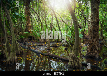 Wild tropical forest landscape with mangrove trees growing in water and lens flare from the shining sun Stock Photo