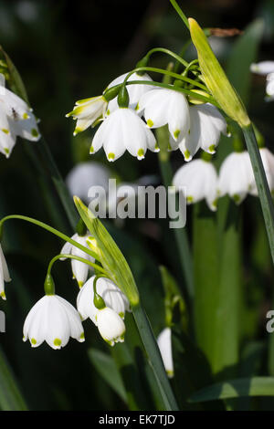 Spring flowers of the perennial bulb, Leucojum aestivum 'Gravetye Giant' Stock Photo