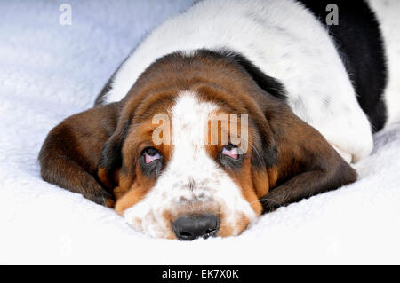 Basset Hound juvenile dog lying white blanket Studio picture Germany Stock Photo