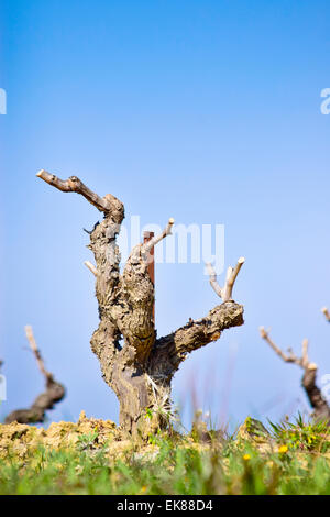 Strain in a vineyard. Barcelona province, Catalonia, Spain. Stock Photo