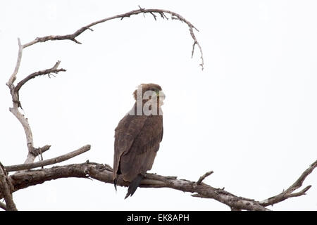 A brown snake eagle, Circaetus cinereus, perched on a tree in Serengeti National Park, Tanzania Stock Photo