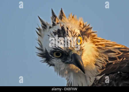 Osprey at Read Sea coast of Sinai peninsula Stock Photo