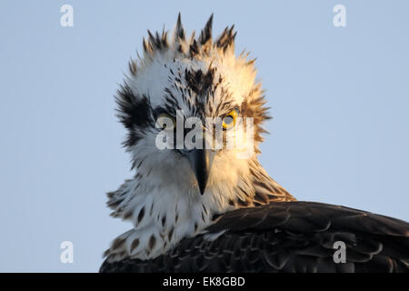 Osprey at Read Sea coast of Sinai peninsula Stock Photo