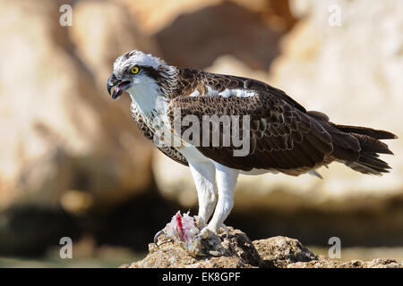 Osprey at Read Sea coast of Sinai peninsula Stock Photo