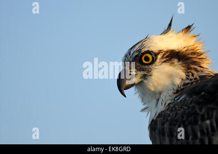 Osprey at Read Sea coast of Sinai peninsula Stock Photo