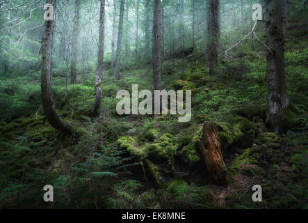 Beautiful mysterious dark spring forest in fog. Morning in Ukraine Stock Photo