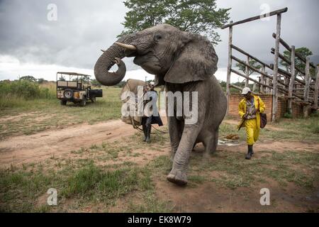 Harare, Zimbabwe. 7th Apr, 2015. Female elephant 'Shortie' prepares to take a tourist for a ride during an elephant interaction program at a game park in Selous, 70 km from Harare, capital of Zimbabwe, on April 7, 2015. Home to around 80,000 to 100,000 elephants, Zimbabwe is considered one of the world's prime elephant sanctuaries. Animal rights groups propose developing eco-tourism which generate tourism revenue and help reserve the wildlife at their comfort zone at the same time. © Xu Lingui/Xinhua/Alamy Live News Stock Photo