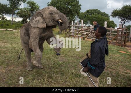 Harare, Zimbabwe. 7th Apr, 2015. Baby elephant 'Mamba' tries to stand on its rear legs during an elephant interaction program at a game park in Selous, 70 km from Harare, capital of Zimbabwe, on April 7, 2015. Home to around 80,000 to 100,000 elephants, Zimbabwe is considered one of the world's prime elephant sanctuaries. Animal rights groups propose developing eco-tourism which generate tourism revenue and help reserve the wildlife at their comfort zone at the same time. © Xu Lingui/Xinhua/Alamy Live News Stock Photo