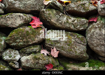 Stone fence and autumn leaves, Vermont, USA Stock Photo