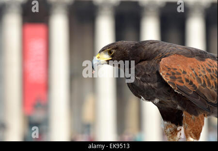 London, UK. 8th April, 2015. A Harris Hawk, (Parabuteo unicinctus) used to control the pigeons in Trafalgar Square, is shown to the public by handler Wayne Parsons Credit:  PjrNews/Alamy Live News Stock Photo