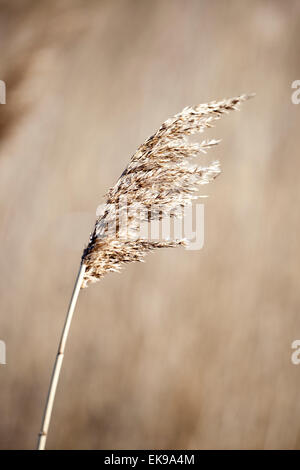 Phragmites, the common reed, is often used for thatching and is known in the UK as Norfolk reed or water reed. Stock Photo