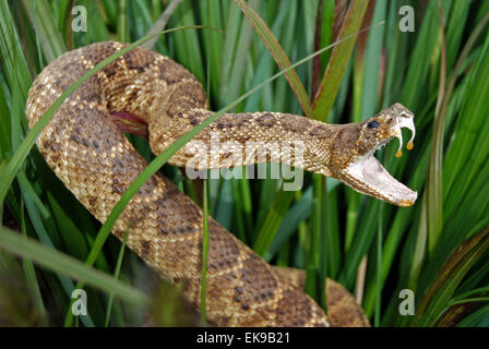 Attacking rattle snake in tall grass. Stock Photo