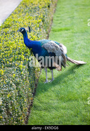 Peacocks walking on the green grass in the park Stock Photo - Alamy