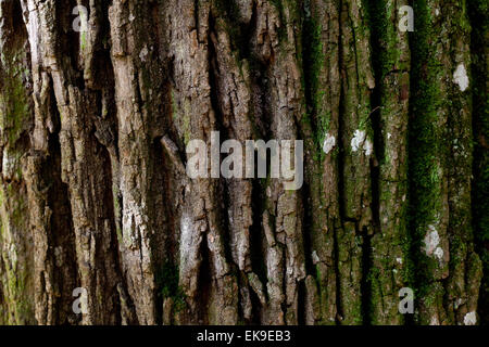 background of tree bark Stock Photo