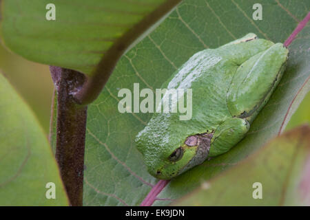 Eastern Gray Treefrog sitting on a Milkweed leaf in the middle of a summer afternoon. Stock Photo
