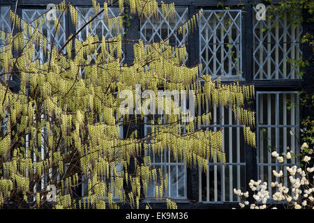 Stachyurus chinensis. Chinese Stachyurus plant in spring at RHS Wisley Gardens, Surrey, England Stock Photo