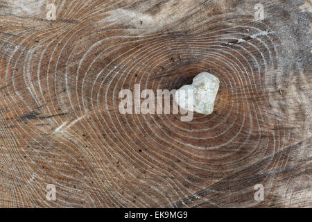 Heart shape stone on sawn tree trunk. Heart of the wood Stock Photo