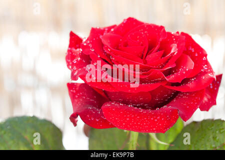 big beautiful red rose with water drops