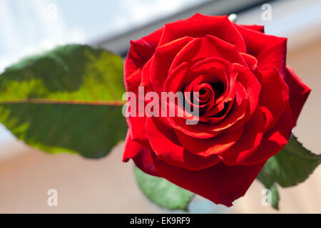 Big red rose close up. Deep Red color. Big beautiful red rose flower ...