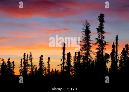Black spruce trees silhouetted against a brilliantly colorful sunset Stock Photo
