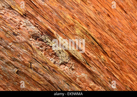 Wood background - Pine Bark. Tree in the forest Stock Photo