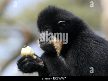 Male Yellow cheeked gibbon (Nomascus gabriellae), a.k.a. golden cheeked crested gibbon eating fruit Stock Photo