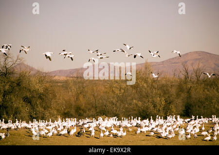 Snow geese feeding and erupting into flight at Bosque del Apache National Wildlife Refuge, NM, USA Stock Photo