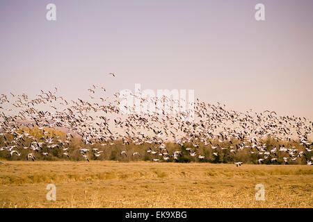 Snow geese erupting into flight at Bosque del Apache National Wildlife Refuge, NM, USA Stock Photo